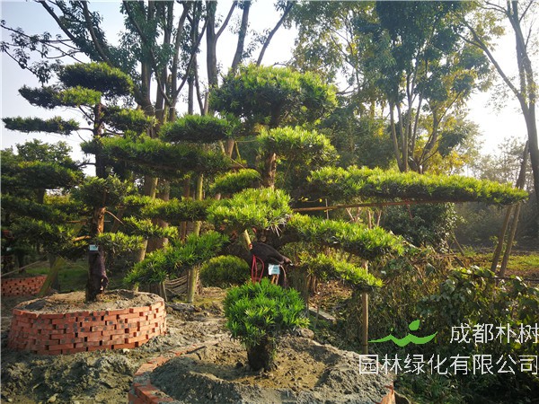 四川省-成都市苗木基地直销的19公分罗汉松价格怎么样？